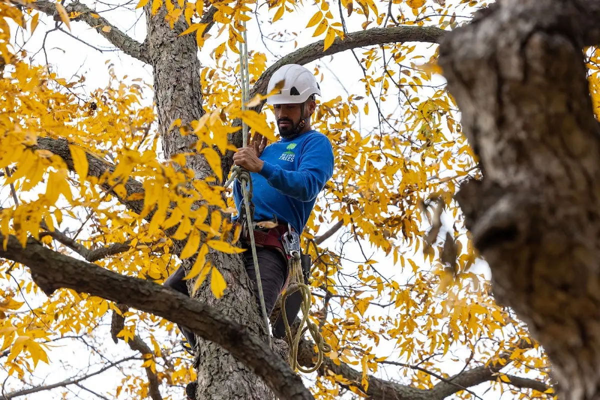 Skilled Tree Planing crew working in Crozet